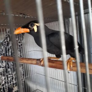 mynah for sale