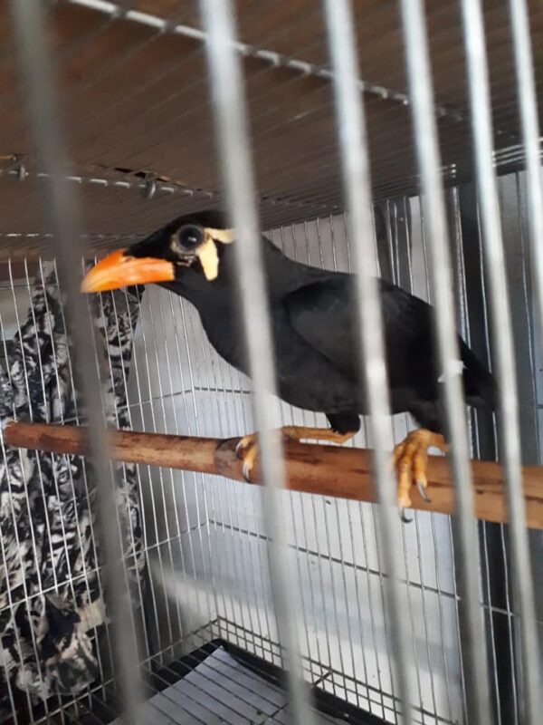 mynah for sale