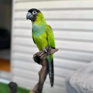 nanday conure online