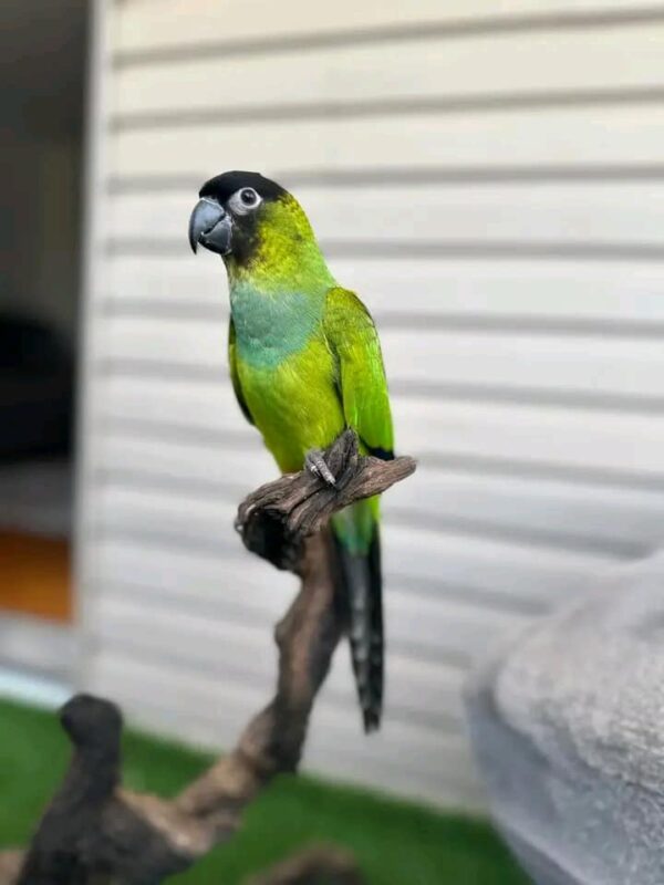 nanday conure online