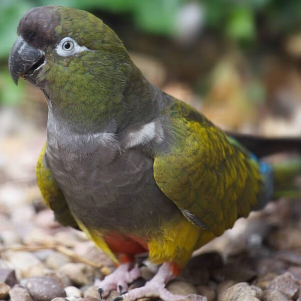 Patagonian conure